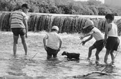 小犬と川遊び